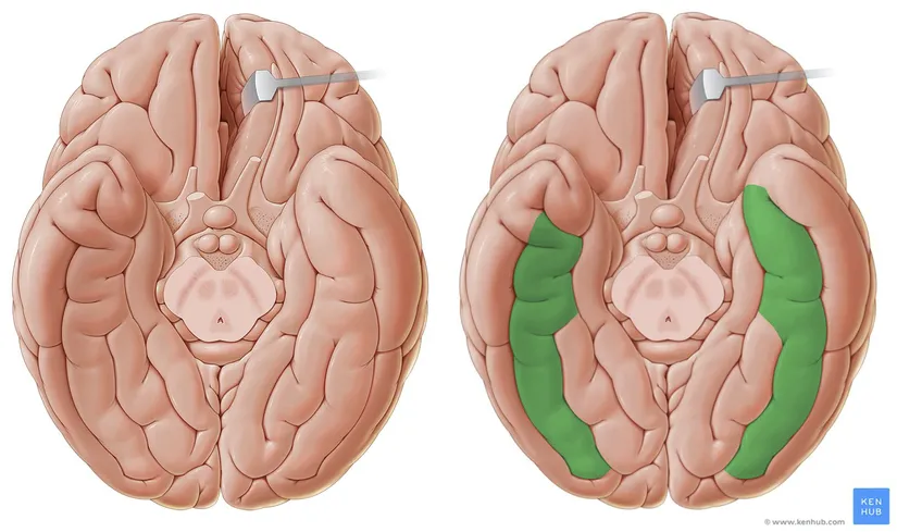 Beyin tabanında fusiform gyrus'un yeşil ile gösterilmiş anatomik lokalizayonu.