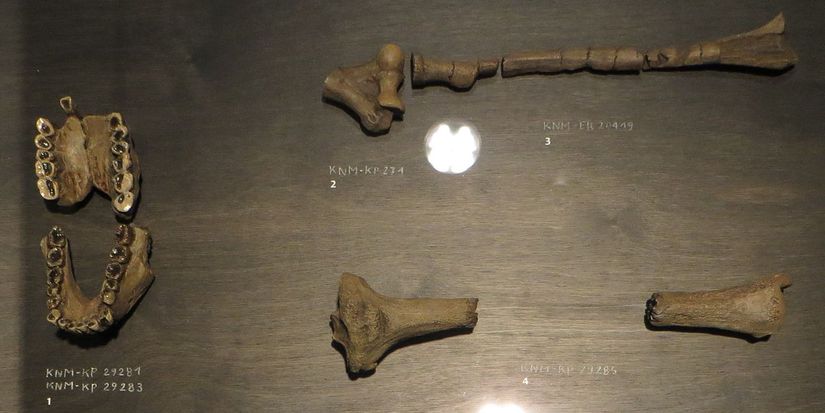 Australopithecus anamensis Kemikleri