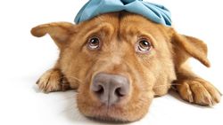 Köpek Koronavirüsü (Canine-CoV) Nedir? SARS ile İlişkisi Var mı? Koronavirüse Yakalanan Köpekler Nasıl Tedavi Edilir?