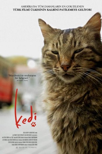 Kedi