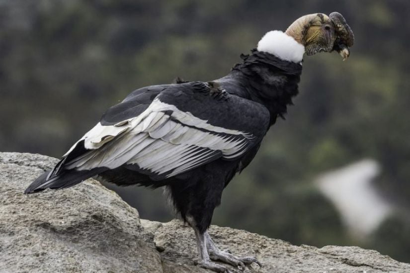 Yetişkin bir erkek And kondoru (Vultur gryphus) fotoğrafı.