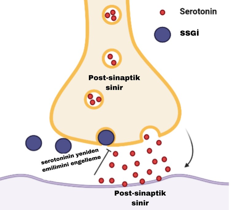 Lacivert yuvarlaklar SSGİ'yi temsil ediyor. SSGİ, hücreler arasında bulunan kimyasalların hücre içine emilimini sağlayan boşluğu kapatıyor.