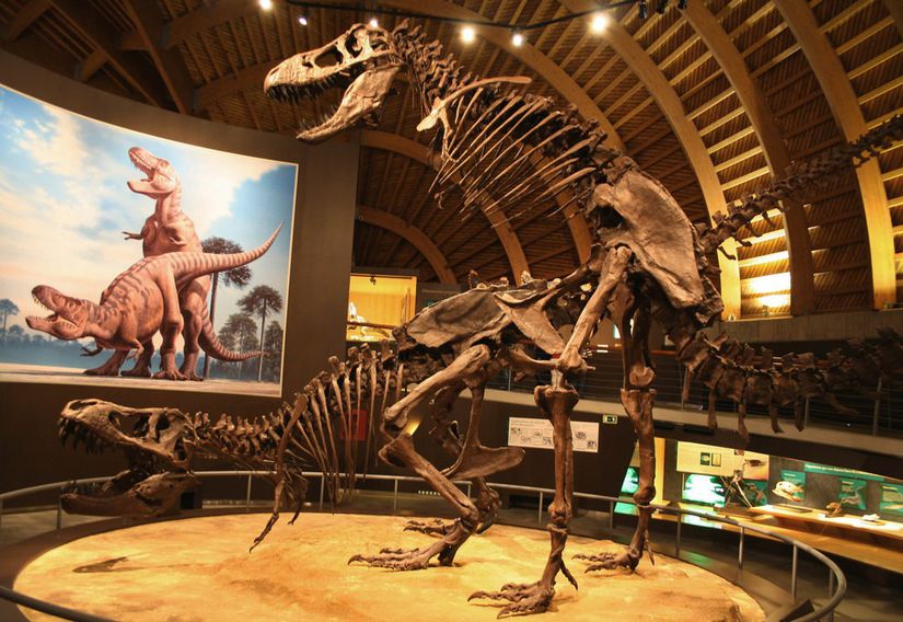 Çiftleşme pozisyonunda iki T-rex resmine bakan, çiftleşme pozisyonunda iki T-rex fosili.