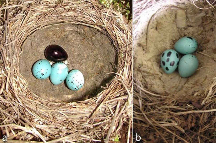 Şekil 1: Konak kuşun yumurtalarının (bu şekilde ardıçkuşu -Turdus philomelos- yumurtaları görünüyor) renkleri ve şekillerinin değiştirildiği deneyden fotoğraflar. Bu deneyde yumurtaları ayırt etmede görsel ekolojinin rolünü anlamak için ebat, şekil, kabuk kalınlığı gibi diğer özelliklere dokunulmadı. Soldaki şekil, bir yumurtanın tamamen koyu renge boyanarak manipüle edildiği bir deneyden, sağdakiyse bir yumurtanın lekelerinin büyütüldüğü deneyden.
