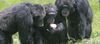 Savanada Yaşayan Şempanzeler De İnsanlar Gibi Paylaşımcı!