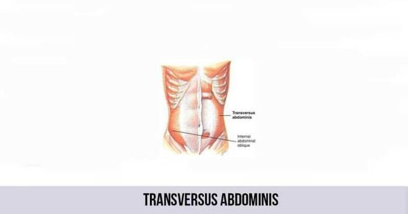 Transversus Abdominis