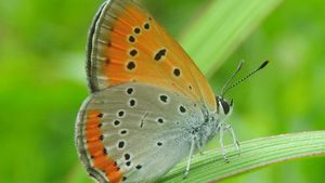 Kelebekler ve Güveler Arasındaki Farklar Nelerdir?