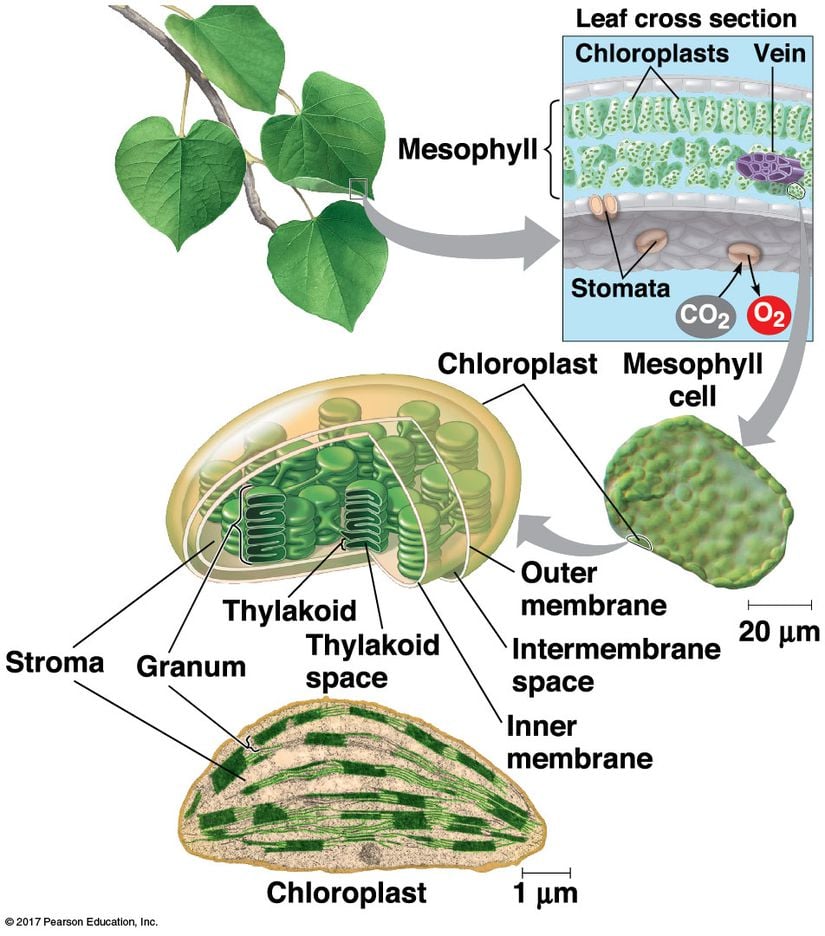 Yapraktan kloroplastlara bir yakınlaştırma ve önemli terimler.