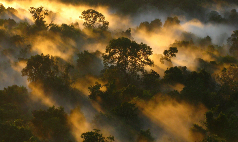 Brezilya'nın kuzeyindeki Amazonas eyaletinde yer alan Pico da Neblina Ulusal Parkı'ndaki orman sisi.