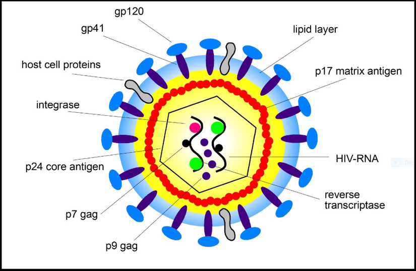 HIV virüsünün şematik anatomisi.