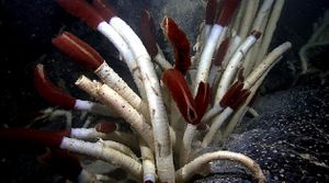 How Do Deep-Sea Tubeworms Survive?