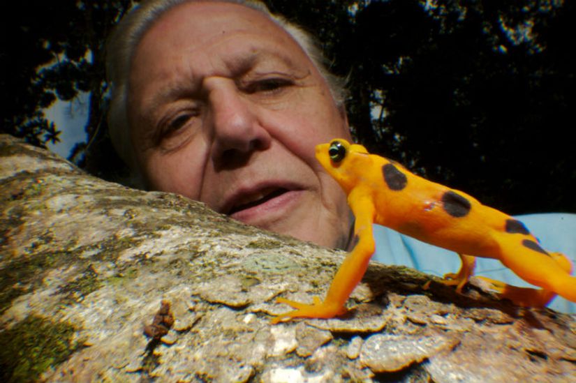 David Attenborough bu muhteşem hayvanların hayatlarını gözlerimizin önüne seriyor.