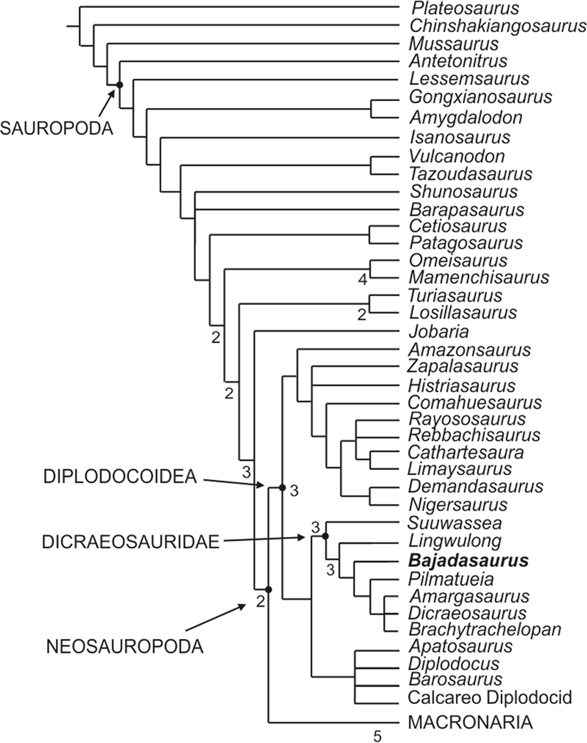 Bajadasaurun filogenetik konumu