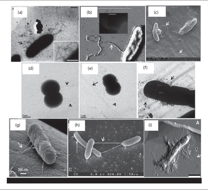 Çeşitli mikroorganizmalarda nanotel oluşumu. (a) G. sulfurreducens