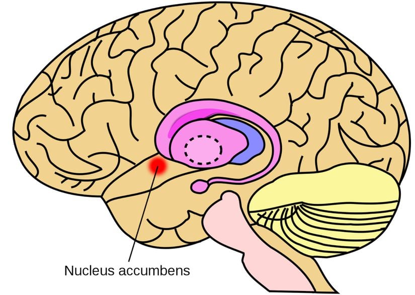 Nucleus accumbens