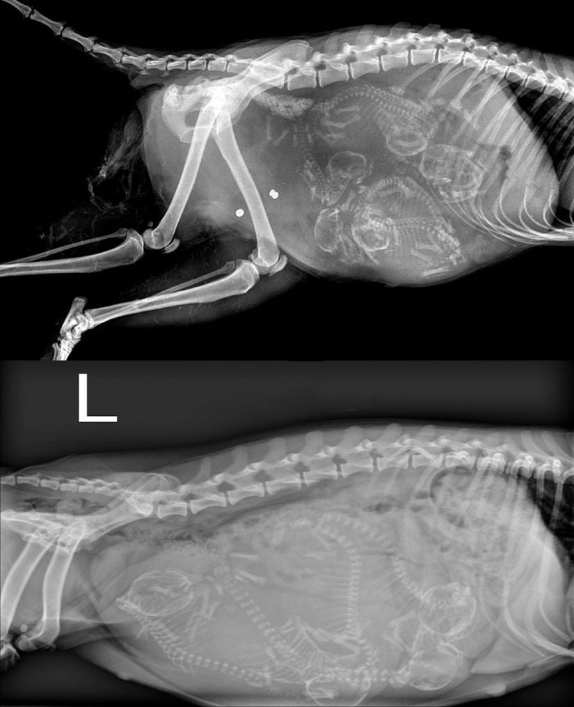 Bir köpek (üstte) ve kedinin (altta) hamilelik sırasında X-ışını görüntüsü... Karınlarındaki şu sevimlilere de bir bakın!