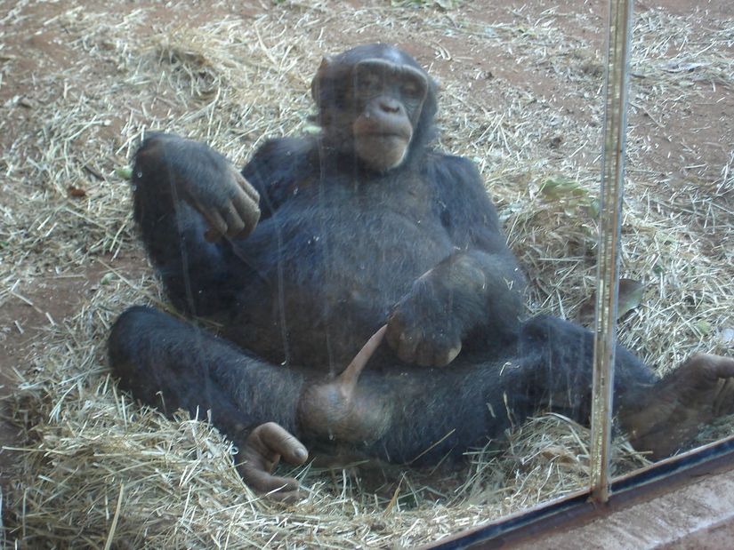 Mastürbasyon yapan bir şempanze