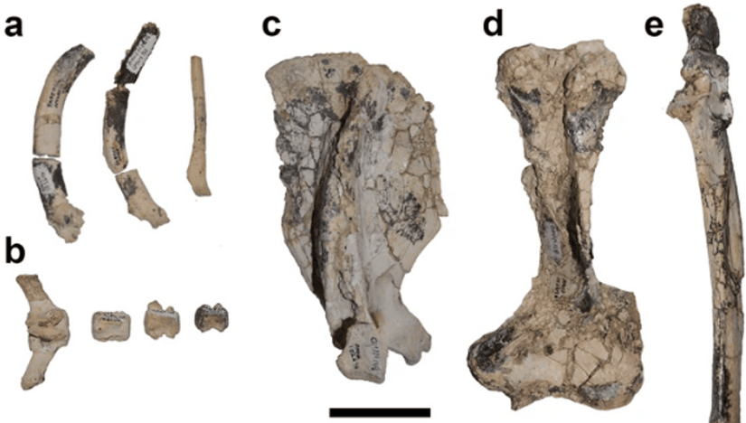 Mukupirna nambensis’e ait fosil kalıntılarından bazıları. (a) kaburgalar, (b) kaudal omurlar, (c) sağ kürek kemiği, (d) sol humerus, (e) sol ulna. Ölçek çubuğu = 5 cm.
