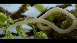 Discovery Of New Millipede Species Uncovers Urban Biodiversity