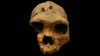 Homo bodoensis: Bodo Kafatası, İnsanın En Meşhur Atalarından Olan Homo heidelbergensis Türünü Ortadan Kaldırabilir mi?
