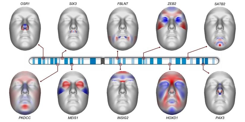 Şekil, kromozom 2'de yüz şekli ile ilişkili seçilmiş konumları gösterir. Her yüz, olası aday geni ve renk kodlu bir ısı haritası olarak görüntülenen yüz şekli üzerindeki gözlemlenen etkisini gösterir. Kırmızı, yüzün dışa doğru hareket eden bölgelerini, mavi ise içe doğru hareket eden yüz bölgelerini gösterir.