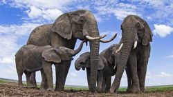Artık Sadece Asya Fillerinin Değil, Afrika Fillerinin de Soyu Tükenme Tehdidi Altında!