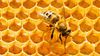 Arılar Peteklerini Neden Altıgen Yaparlar? Bunu Nereden Biliyorlar veya Nasıl Öğrendiler?