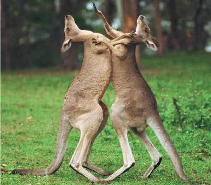 Kangurularda dişi mücadelesi