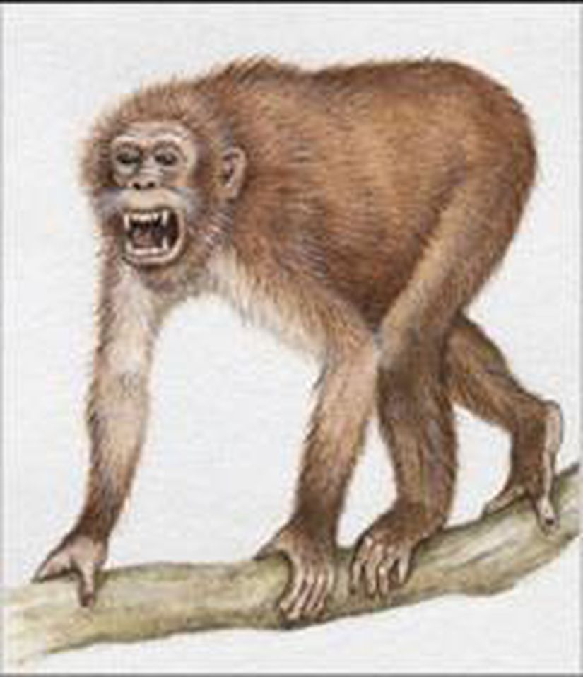 Aegyptopithecus (Rekonstrüksiyon)