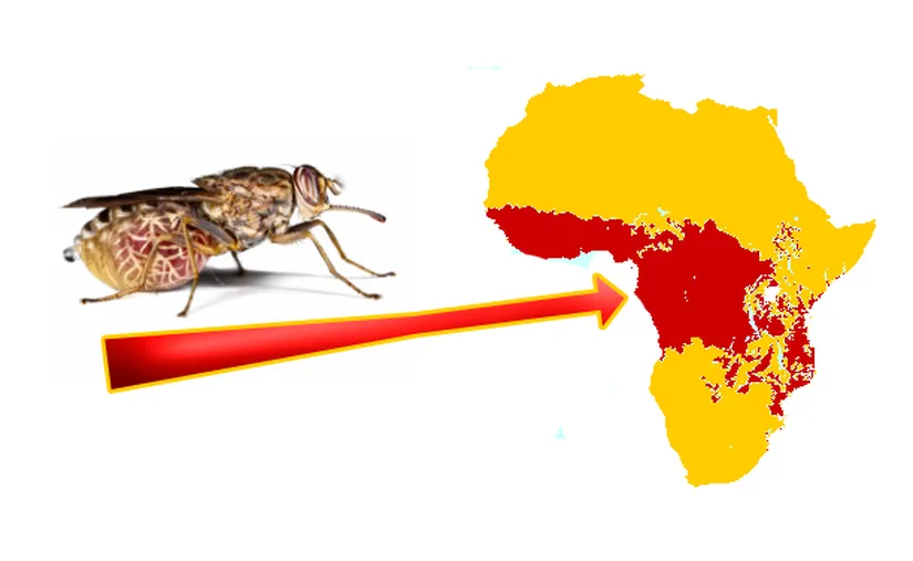Sahra Altı Afrika'daki çeçe sineği dağılımı.