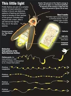 Ateş böceği gibi ışık yayan canlılar nasıl evrimleşti, evrim süreci nasıl gelişti?