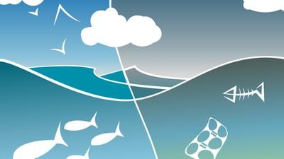 Ekosistemlerde Enerji Akışı ve Besin Ağları: Büyük Balık Küçük Balığı, Daha Büyük Balık ise Büyük Balığı Yer!