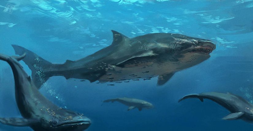 Megalodonun büyük beyaz köpekbalığı görünüşünden ziyade büyük camgöz veya kaplan kum köpekbalığı gibi daha hantal bir dış görünüşte olduğu düşünülüyor.