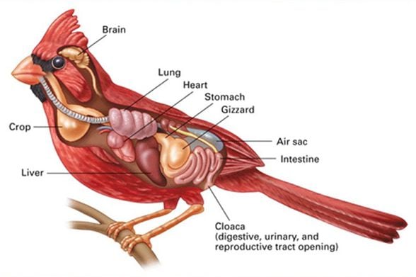 Kuşların anatomisi - Kloak denen tek dışkılama kanalları vardır. İşemek için ayrı bir sistemleri yoktur.