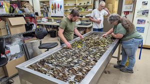 Over 1000 Birds Die After Hitting Chicago Building