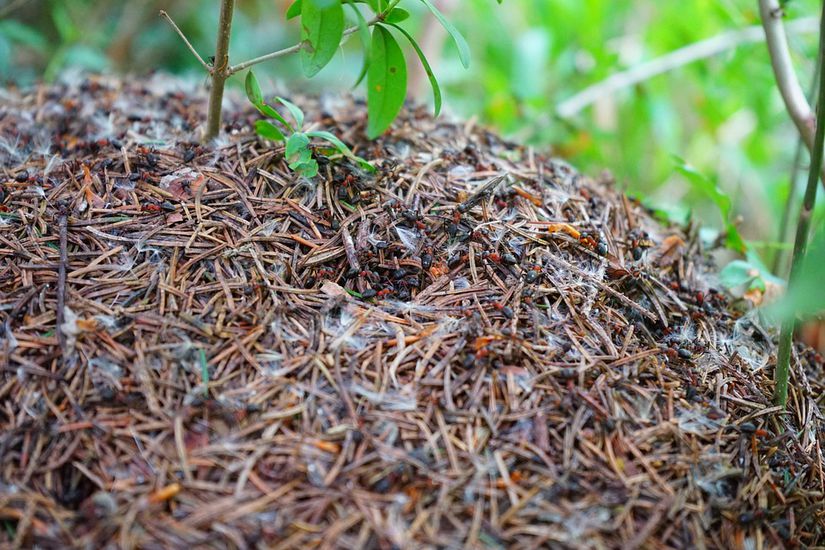 Zenobotlar, pek çok karıncanın bir karınca tepesi yapması gibi organizasyonel davranışları kavramamıza yardımcı olabilir.