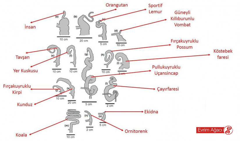 Farklı türlerde apandis organı