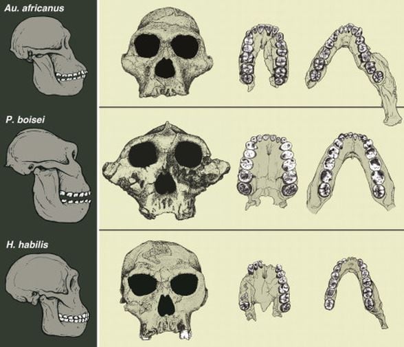 Australopithecus africanus, Paranthropus boisei, Homo habilis karşılaştırılması.