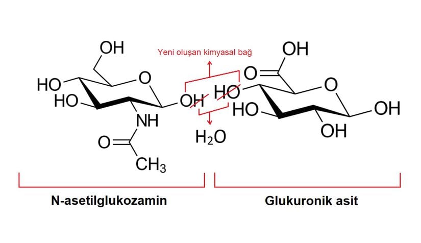 Hyalüronik asit bir glukuronik asit ile bir N-asetilglukozamin molekülünün birleşmesiyle oluşur. Oluşan bu yeni molekül, uzun zincirler boyu tekrar eder. Bu uzun polisakkarit zincirleri, çeşitli molekül ağırlıklarına sahip hyalüronik asitlerdir.