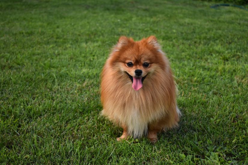 Hong Kong'da koronavirüsüna yakalanan cinsten bir Pomeranya köpeği.