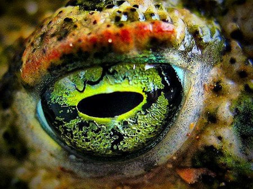 Göz (Kurbağa)