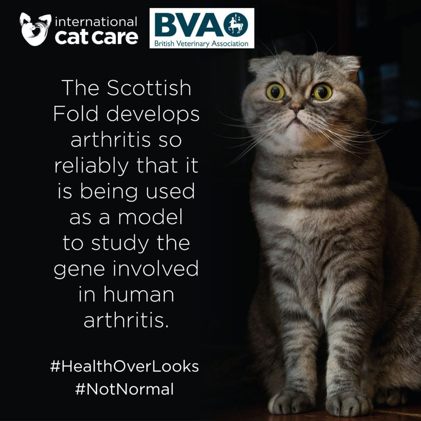 &quot;Scottish Fold o kadar güvenilir bir şekilde artrit (eklem iltihabı, kireçlenme) geliştiriyor ki insanda bu hastalığa neden olan genle ilgili çalışmalarda model olarak kullanmaktadır.&quot;; iCatCare; İngiliz Veterinerler Birliği (BVA)