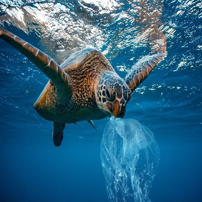 Deniz kaplumbağaları genellikle denizanası zannederek plastik poşetleri yerler.