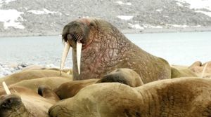 New Walrus-Like Species Reveals Evolutionary Secrets