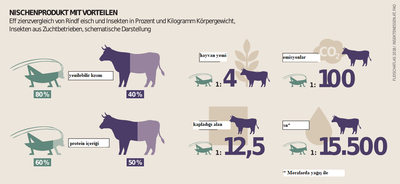 Çiftlik böcekleri ile sığır etinin vücut ağırlıklarının yüzde ve kilogram cinsinden şema üzerinde verim karşılaştırması. (Seval Akgün tarafından Türkçeye çevrilmiştir. )