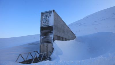 Svalbard Tohum Deposu Nedir? İnsan Tarımının Geleceği, Norveç'in Elinde Olabilir!