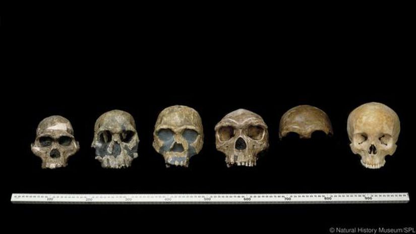 Evrim süreci boyunca birçok hominin türü bulunmaktaydı.