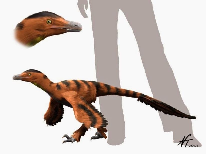Sinornithosaurus illüstrasyonu ve gerçek ölçeği.