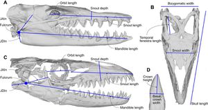 Cetacean Skull Roof Offers New Insights Into Evolution