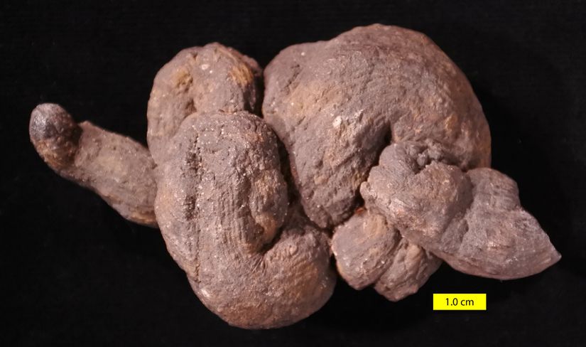 Washington eyaletinden bir Miyosen psödokoproliti. Psödokoprolitler, görünümleri ve şekilleri nedeniyle genellikle koprolitlerle karıştırılırlar; aslında inorganik kökenlidirler.